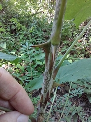 Kalopanax septemlobus