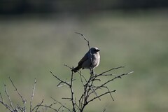 Agelaioides badius