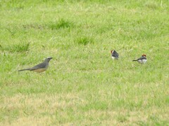 Saltator coerulescens