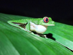 Agalychnis callidryas