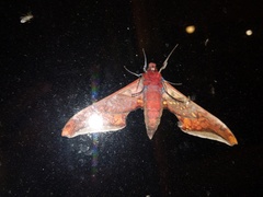 Adhemarius sexoculata