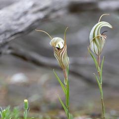 Pterostylis erythroconcha