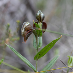 Pterostylis sanguinea