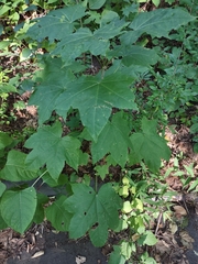 Kalopanax septemlobus