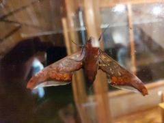 Adhemarius sexoculata