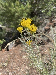 Chrysothamnus viscidiflorus