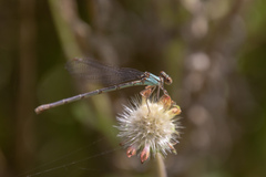 Argia apicalis