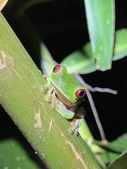 Agalychnis callidryas
