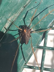 Platybunus