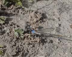 Argia moesta