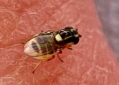 Thaumatomyia glabra