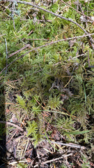 Kindbergia oregana