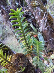 Fernandezia