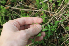 Galium triflorum