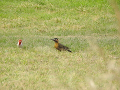Colaptes melanochloros