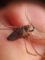 Platybunus