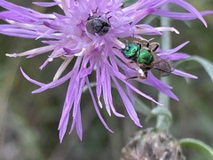Augochloropsis metallica