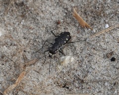 Cicindela ocellata