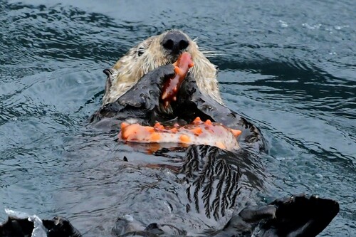 giant California sea cucumber, Kenai Peninsula Borough, AK, USA, photo 7 of 10