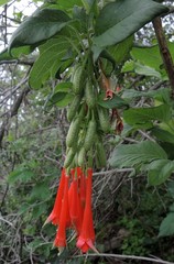 Fuchsia fulgens