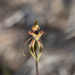 Caladenia cardiochila