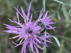 Augochloropsis metallica
