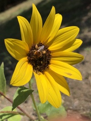 Melissodes trinodis