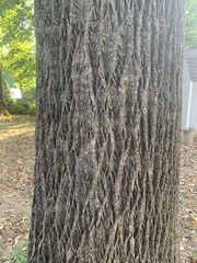 Liriodendron tulipifera