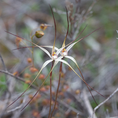 Caladenia capillata
