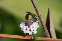 Augochlorella aurata