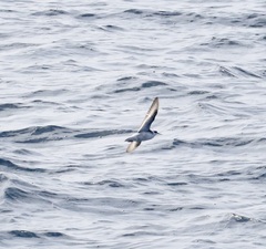 Phalaropus fulicarius