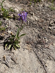 Penstemon procerus