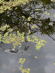 Alligator mississippiensis