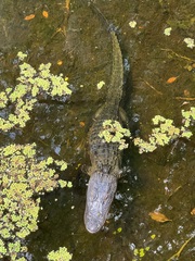Alligator mississippiensis