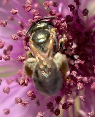 Seladonia