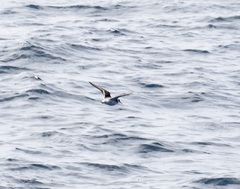 Phalaropus fulicarius