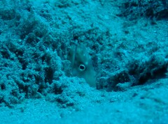 Gymnothorax angusticauda