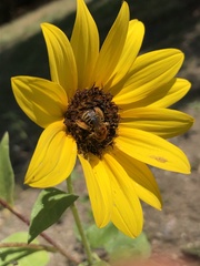 Melissodes trinodis