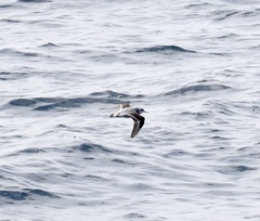 Phalaropus fulicarius