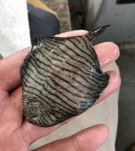 Fringed sole (Gymnachirus texae) — Achiridae — 4