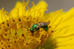 Augochlorella aurata