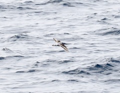 Phalaropus fulicarius