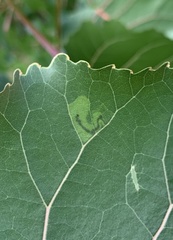 Stigmella populetorum