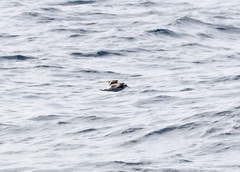 Phalaropus fulicarius