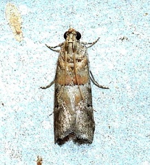 Chararica hystriculella