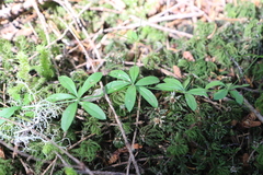 Galium triflorum