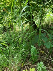 Panicum virgatum