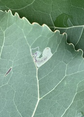 Stigmella populetorum