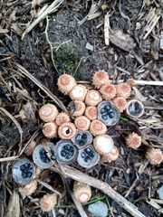 Cyathus stercoreus