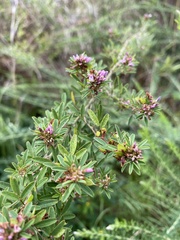 Lespedeza virginica